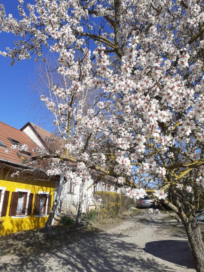 Eva Vendeghaz Villa Tata Bagian luar foto